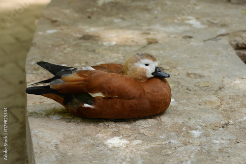 Ruddy Shelduck, Tadorna ferruginea orange-brown body duck photo