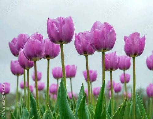 A group of tulips on the background of the rising sun.