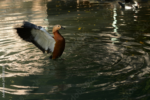 Ruddy Shelduck, Tadorna ferruginea orange-brown body duck photo