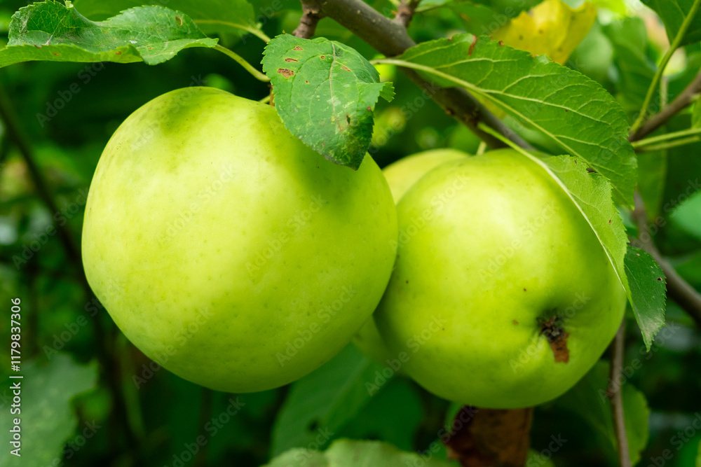 Fresh green apples hanging on branches in a fruitful garden during summer Fresh green apples hanging on branches in a fruitful garden during summer