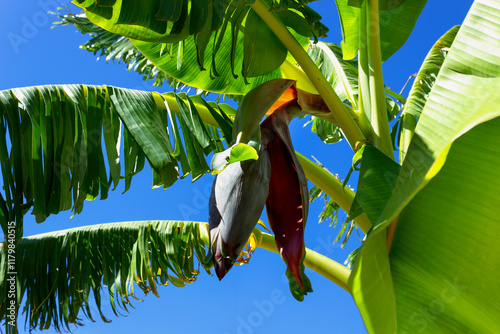 Wallpaper Mural The flower of the banana tree from which small green bananas will grow. Selective focus on banana tree flower. Torontodigital.ca