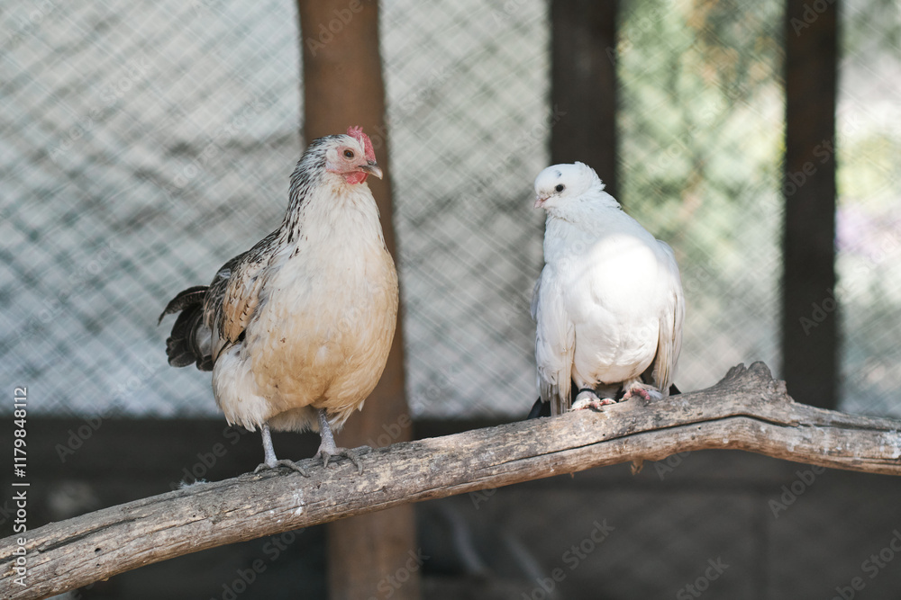 Two birds perched on a branch in a fenced enclosure Two birds perched on a branch in a fenced enclosure