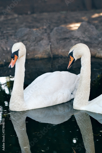 Fototapeta Naklejka Na Ścianę i Meble -  Two swans gracefully swimming together in a calm, reflective pond