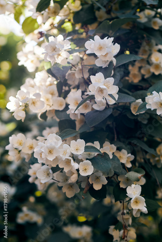 White jasmine flowers blooming amidst green leaves in soft natural sunlight