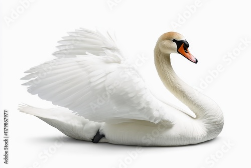 Elegant swan with wings partially extended poised gracefully on a white backdrop. photo