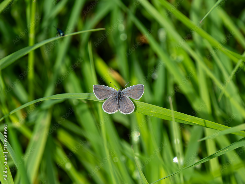 Small Blue Butterfly Resting on Grass