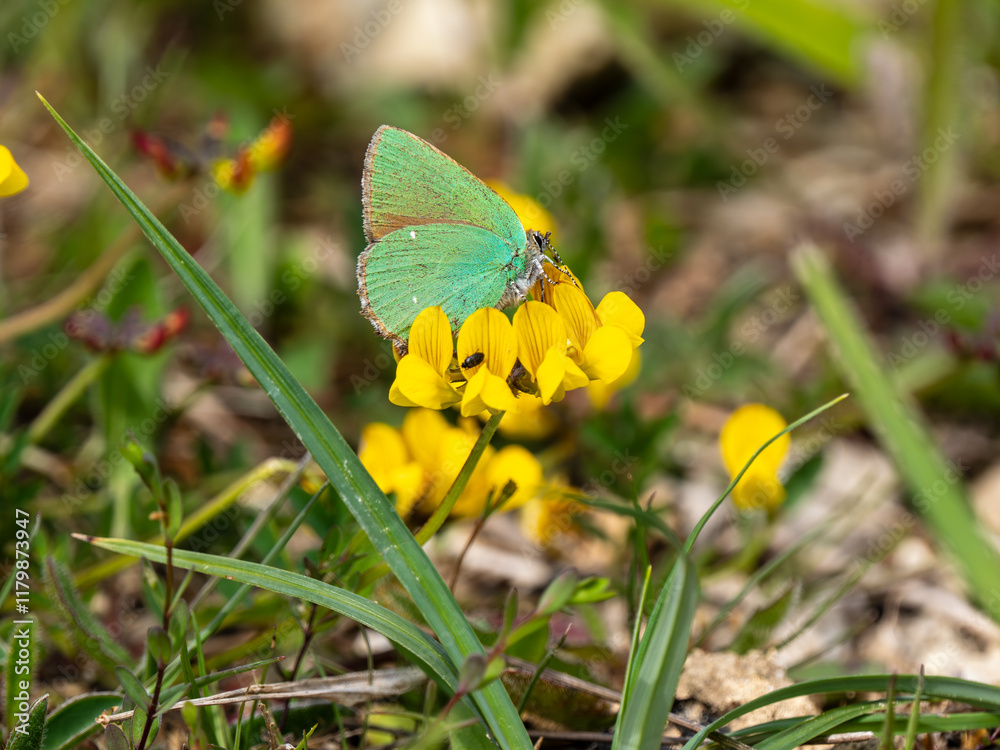 Green Hairstreak Butterfly Feeding on Bird's Foot Trefoil