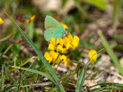 Obraz na płótnie Green Hairstreak Butterfly Feeding on Bird's Foot Trefoil w salonie