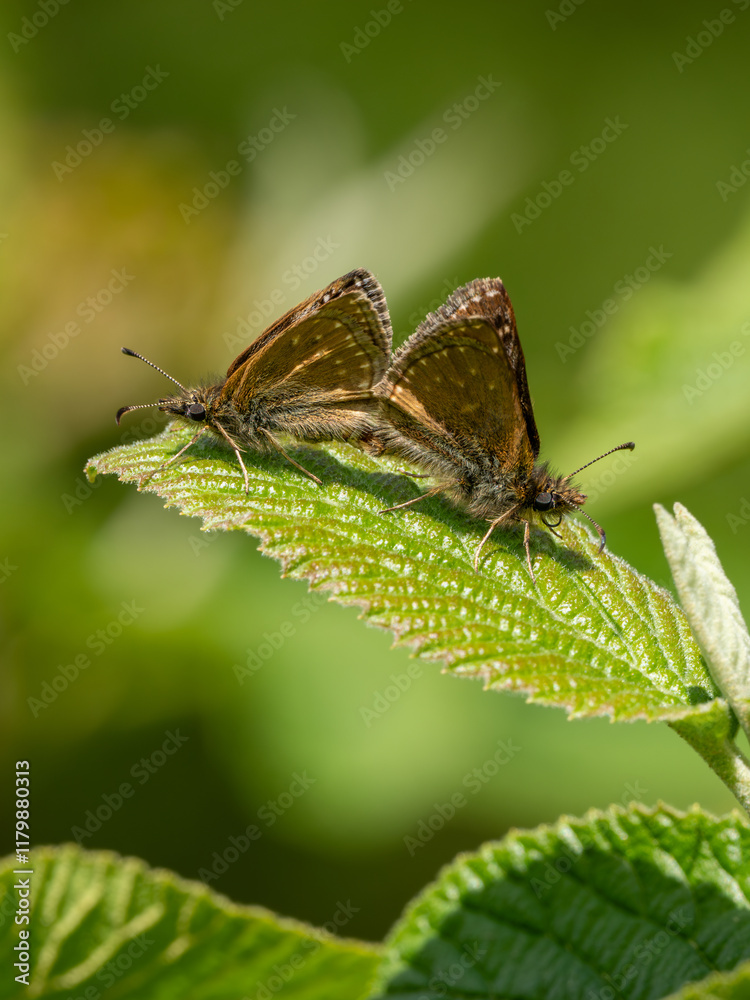 Dingy Skipper Butterflies Mating on a Leaf Dingy Skipper Butterflies Mating on a Leaf