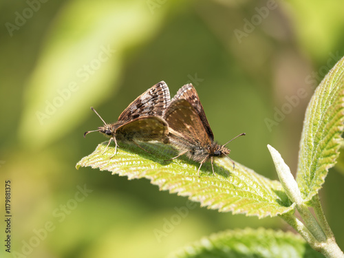 Dingy Skipper Butterflies Mating on a Leaf photo