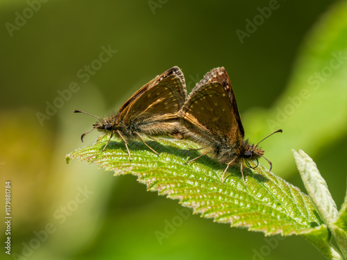 Dingy Skipper Butterflies Mating on a Leaf photo