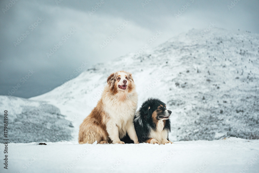 Obraz premium Dogs in snowy mountain