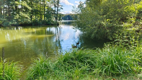 Alder, willow and other deciduous trees grow on the grassy banks of the river. Their branches overhang the water. Ducks swim near the shore. The water reflects the trees and the blue sky. Sunny autumn photo