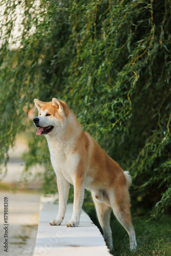 Dog Japanese Akita Inu in the Park