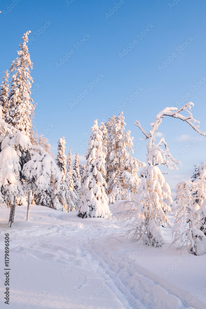 Scenery of frozen snowy firs and high trees in Lapland national park environment, famous natural landmark in Riisitunturi on winter season wonderland destination Scenery of frozen snowy firs and high trees in Lapland national park environment, famous natural landmark in Riisitunturi on winter season wonderland destination