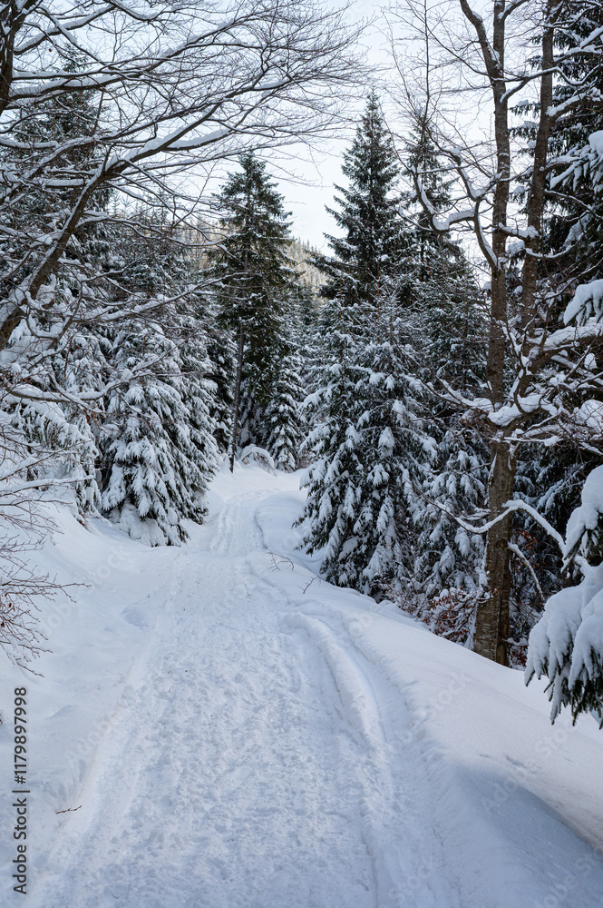 Fototapeta premium Snowy forests of Carphatian mountains Romania