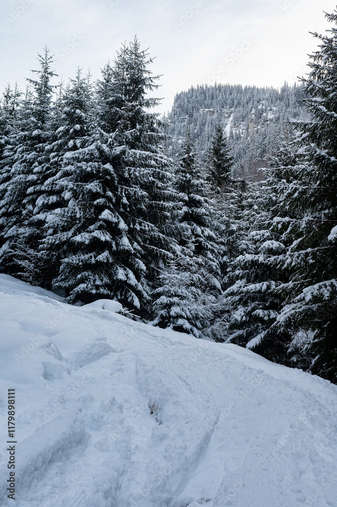 Snowy forests of Carphatian mountains Romania Snowy forests of Carphatian mountains Romania