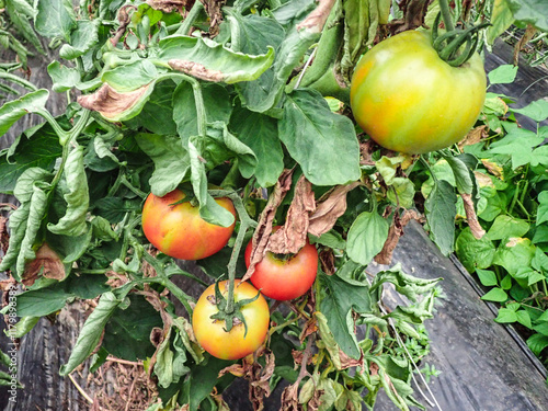Billede på lærred Manifestations of late blight on tomato leaves