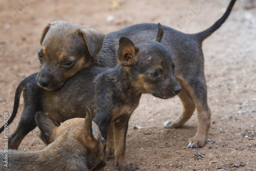 Perritos Abandonados y Mal Cuidando en la Calle