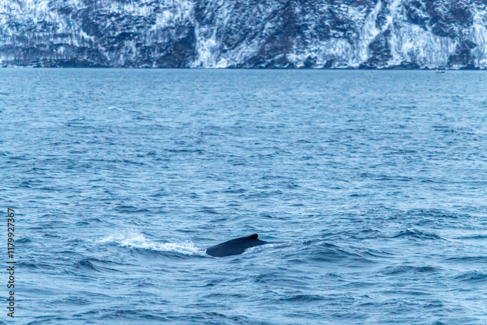 Fototapeta premium Bateau observation baleine