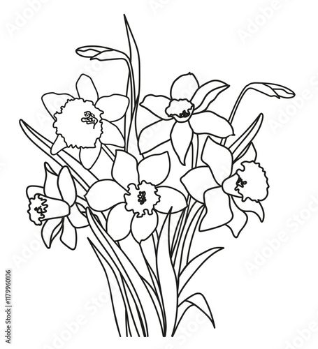 Linear bouquet of spring daffodils flowers and buds with leaves. Monochrome vector illustration hand drawn. Illustration for invitations, banners, postcards, design