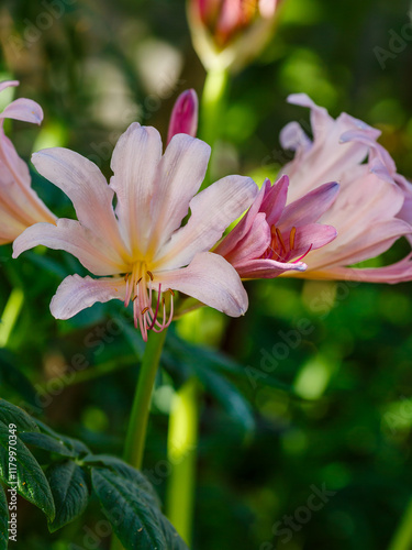 Lycoris squamigera is a species of monocotyledonous plant of the genus Lycoris of the Amaryllidaceae family