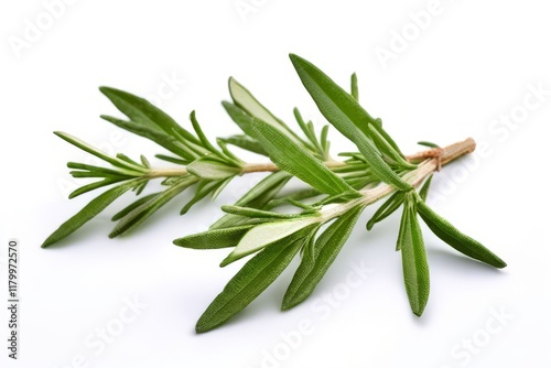 bay leaf rosemary merge a deep resinous vapor that combines the photo