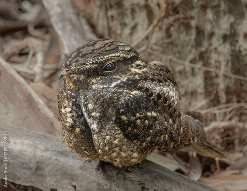 Chuck-wills-widow, a nocturnal Nightjar bird in the Green Cay Wetlands in Delray, Florida. Its strange name if based on its song. photo