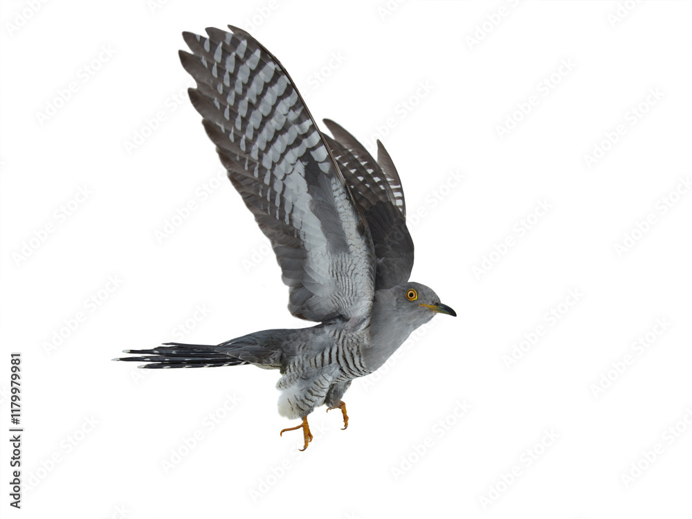 cuckoo flying with spread wings, isolated on white background cuckoo flying with spread wings, isolated on white background