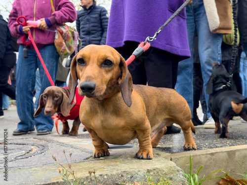 Dachshund dogs participating in a public gathering with a crowd of people on a cool day