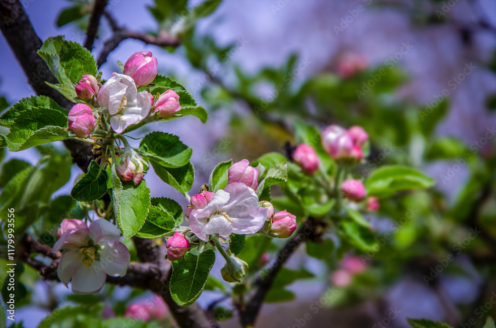 Apple blossom on a tree against the sky. Apple blossom on a tree against the sky.