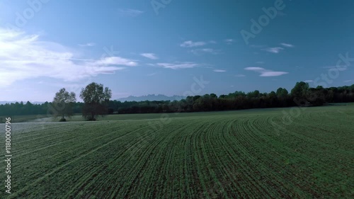 Aerial view with a drone flying over a green wheat field and the blue sky on a sunny day.	
