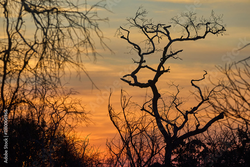 Even in the midst of chaos, nature paints the most stunning masterpieces. A flooded African landscape bathed in the golden hues of a breathtaking sunset reminds us of life's contrasts. photo