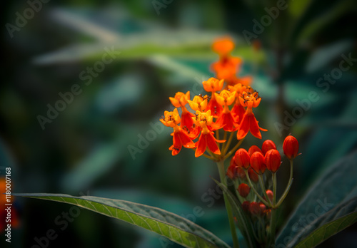 Flowers color warm colors 