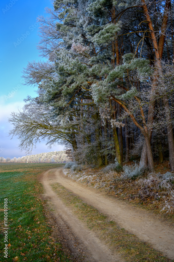 Frosted trees at the edge of a forest