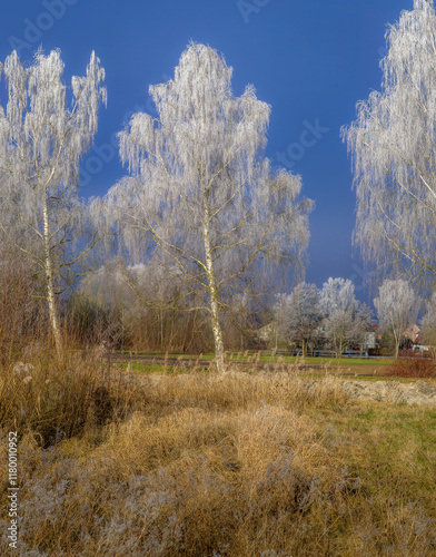 Obraz na płótnie Frosted birch trees on a sunny day with blue sky w salonie