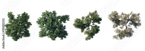 tree top view plant landscape architecture nature garden aerial render.
