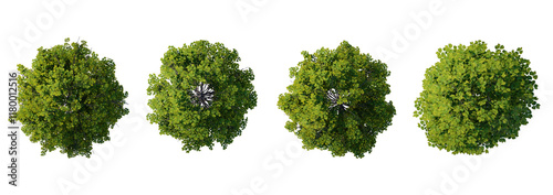 tree top view plant landscape architecture nature garden aerial render.