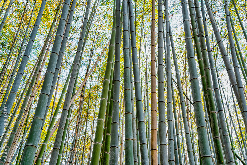 Fototapeta premium Bamboo trees background at Arashiyama Bamboo Forest in Kyoto.