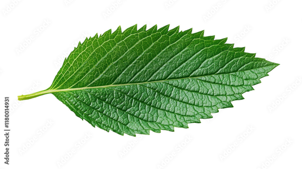 Fototapeta premium A vibrant green leaf showcasing intricate textures and vivid colors under soft natural light