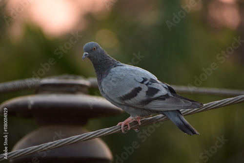 The domestic pigeon is a pigeon subspecies that was derived from the rock dove or rock pigeon. The rock pigeon is the world's oldest domesticated bird. Mesopotamian cuneiform tablets mention the domes photo