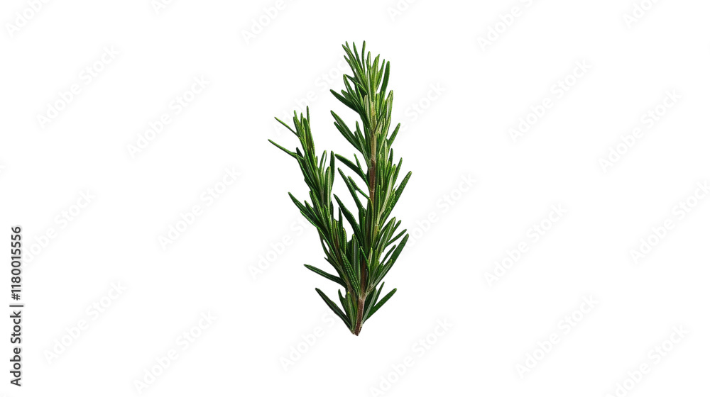 A fragrant sprig of rosemary showcasing its lush green needles against a white background A fragrant sprig of rosemary showcasing its lush green needles against a white background