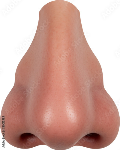 human nose and nostril, face part, skin and anatomy, isolated transparent png