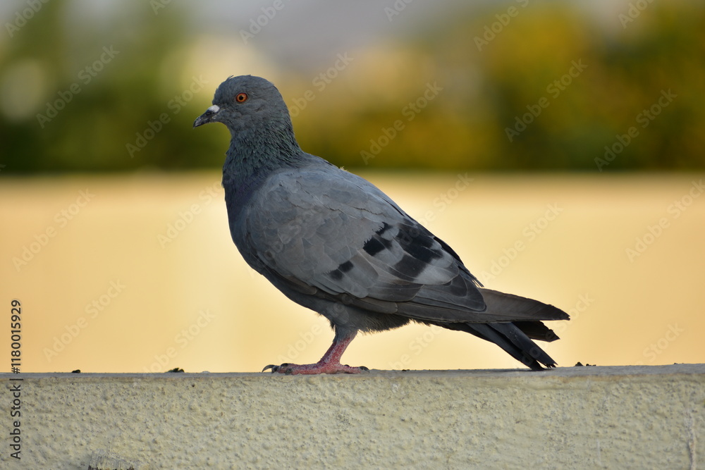 Obraz premium The domestic pigeon is a pigeon subspecies that was derived from the rock dove or rock pigeon. The rock pigeon is the world's oldest domesticated bird. Mesopotamian cuneiform tablets mention the domes