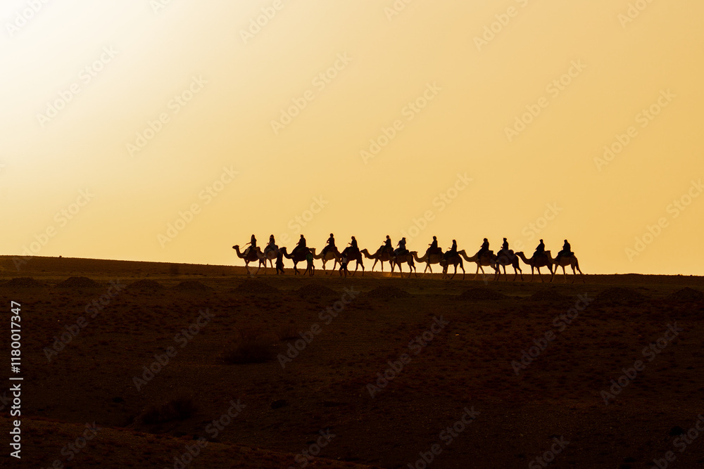 Camels walking at sunset desert Camels walking at sunset desert