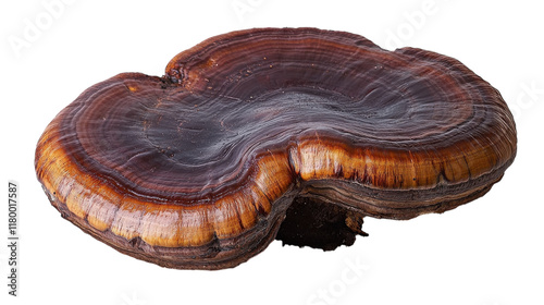 A polished natural wood piece flaunting intricate patterns and rich colors of nature photo