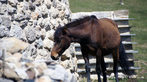 horse on the farm