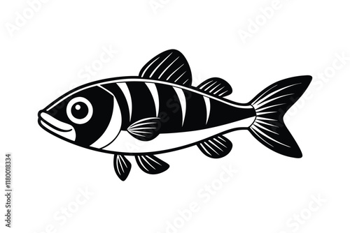 illustration of a  barramundi fish