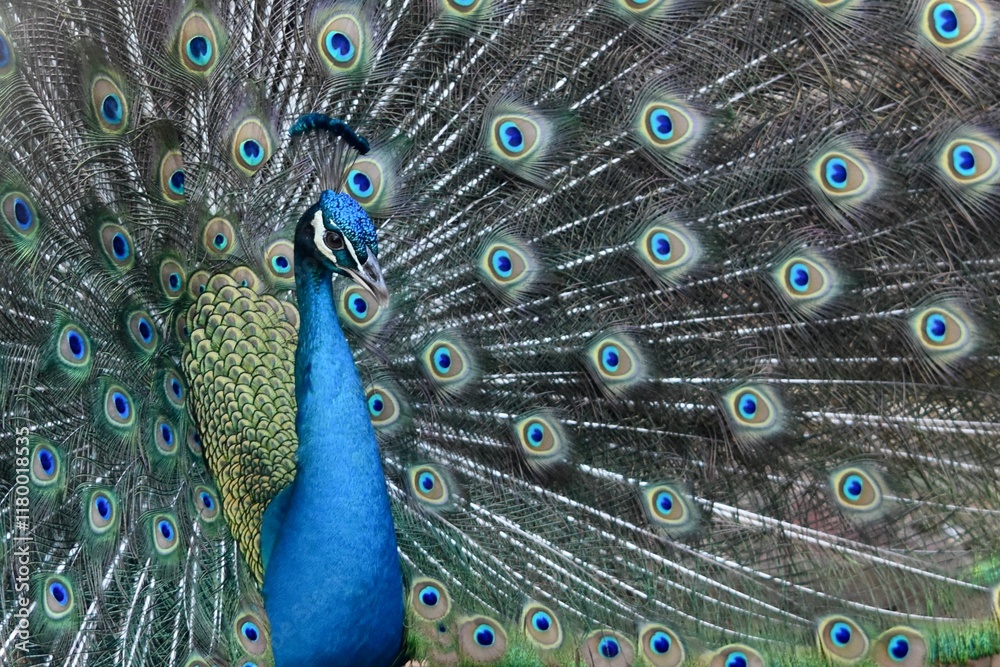 Obraz premium peacock indian peafowl bird feathers close