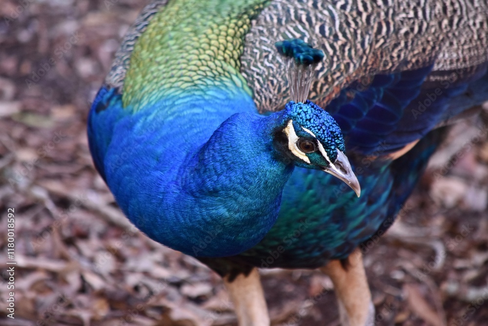 peacock indian peafowl bird close up colorful peacock indian peafowl bird close up colorful